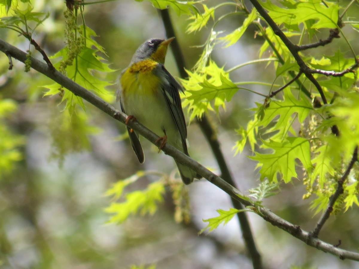 Parula Norteña - ML128691781