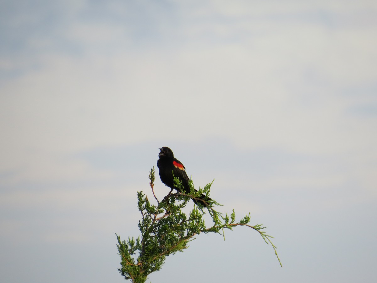 Red-winged Blackbird - Damon Orsetti