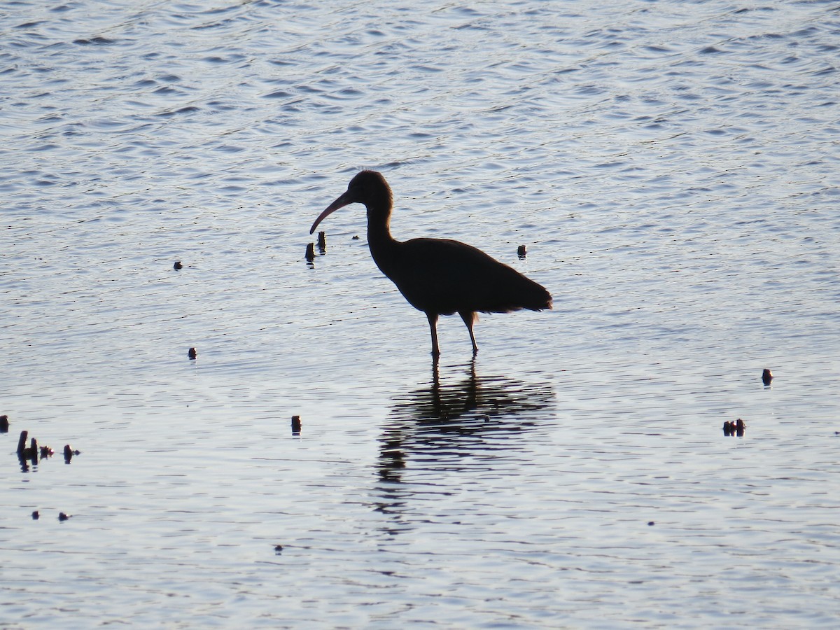 ibis hnědý - ML128694651