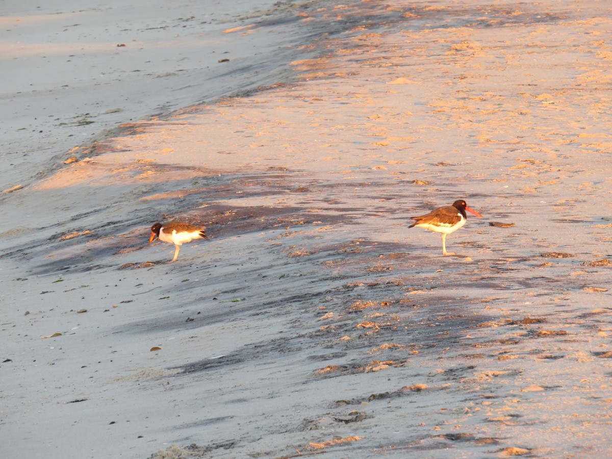 American Oystercatcher - ML128694671