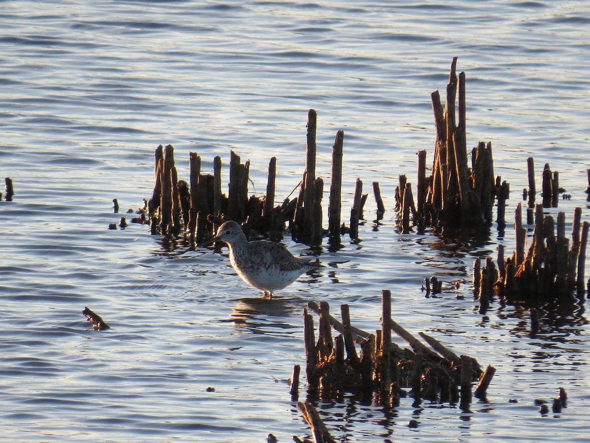 Lesser Yellowlegs - ML128694681