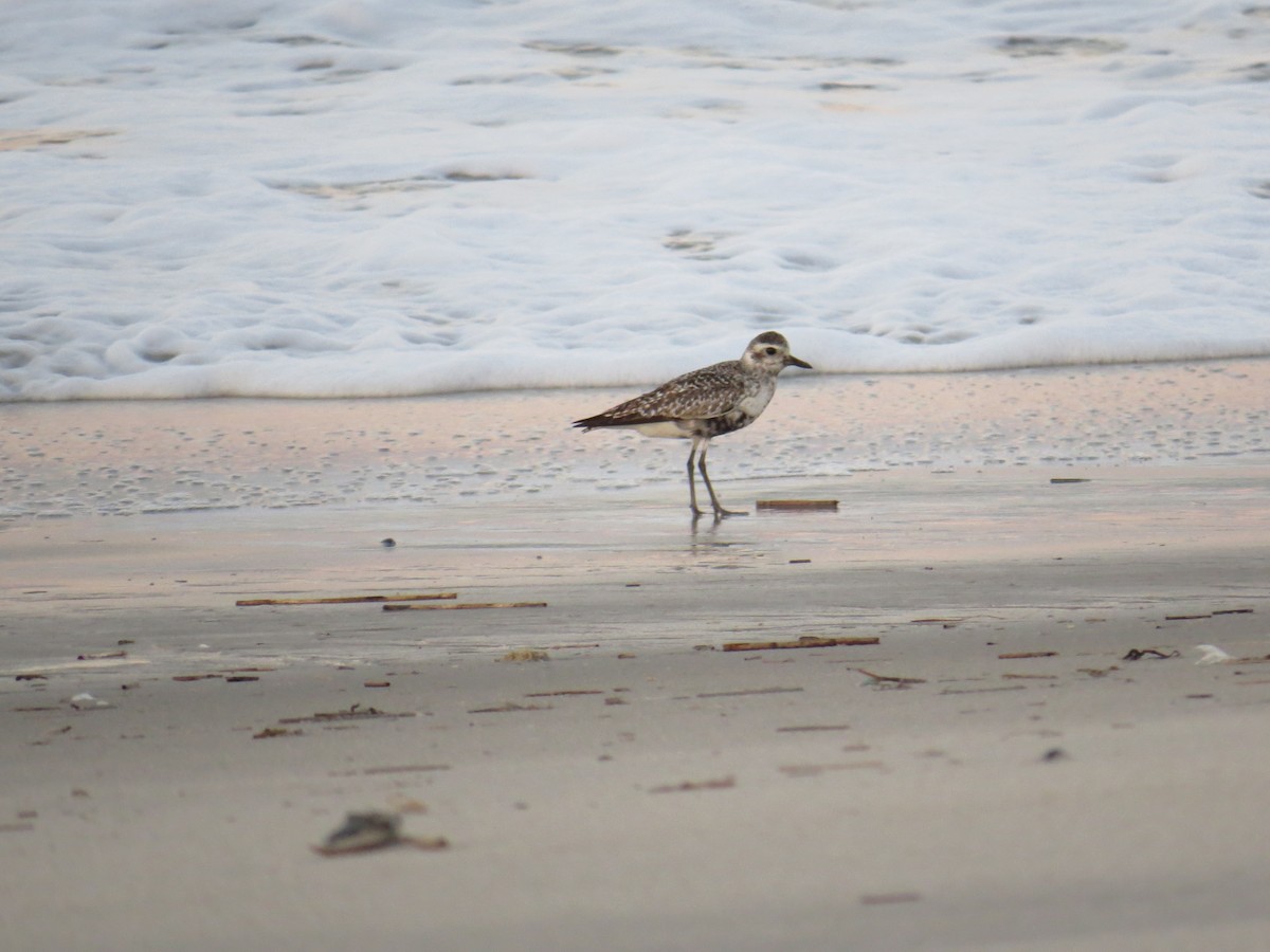 Black-bellied Plover - ML128694701