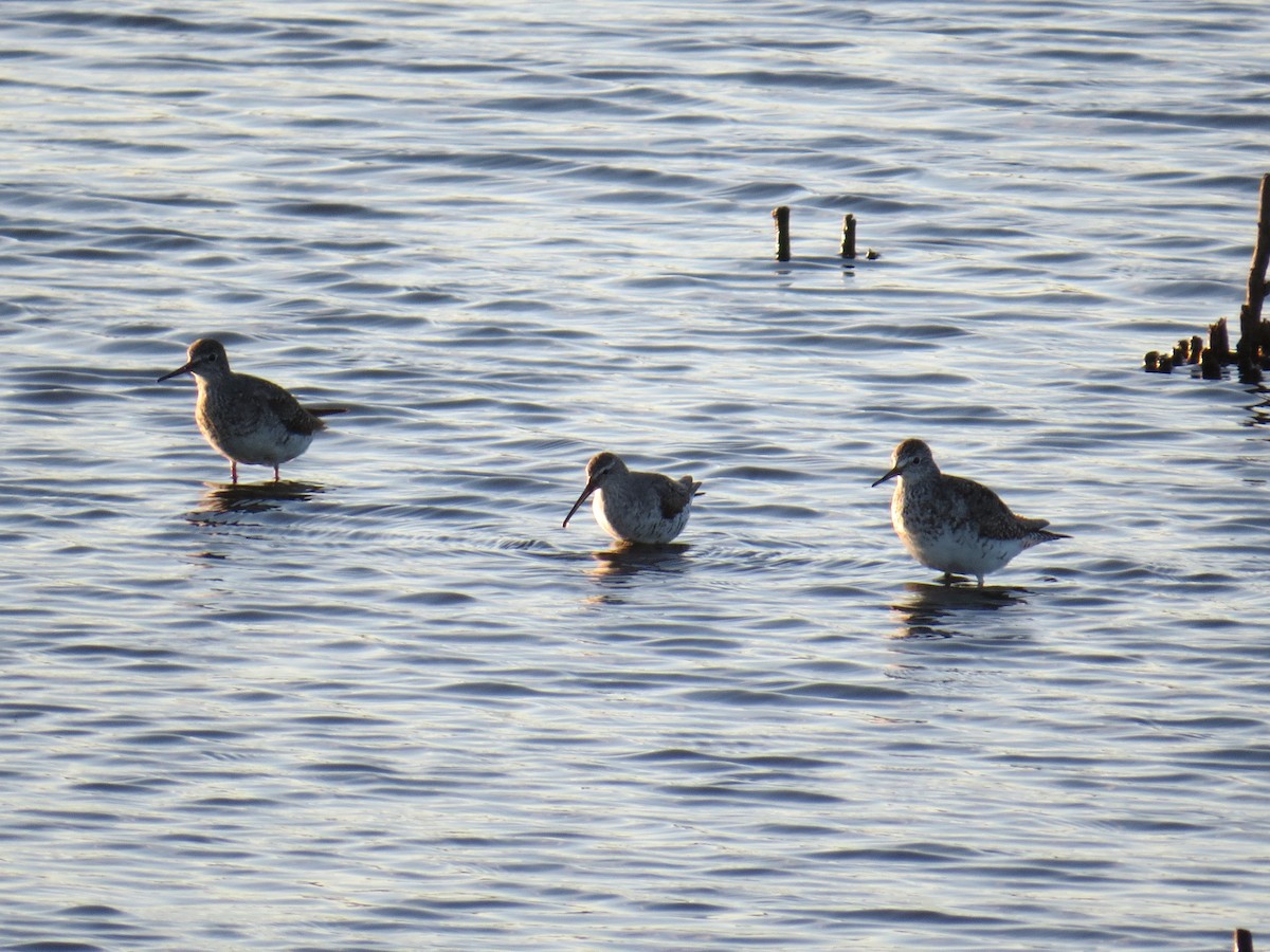 Stilt Sandpiper - Damon Orsetti