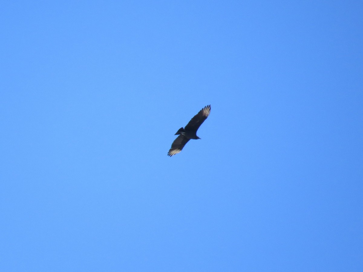 Black Vulture - ML128695191