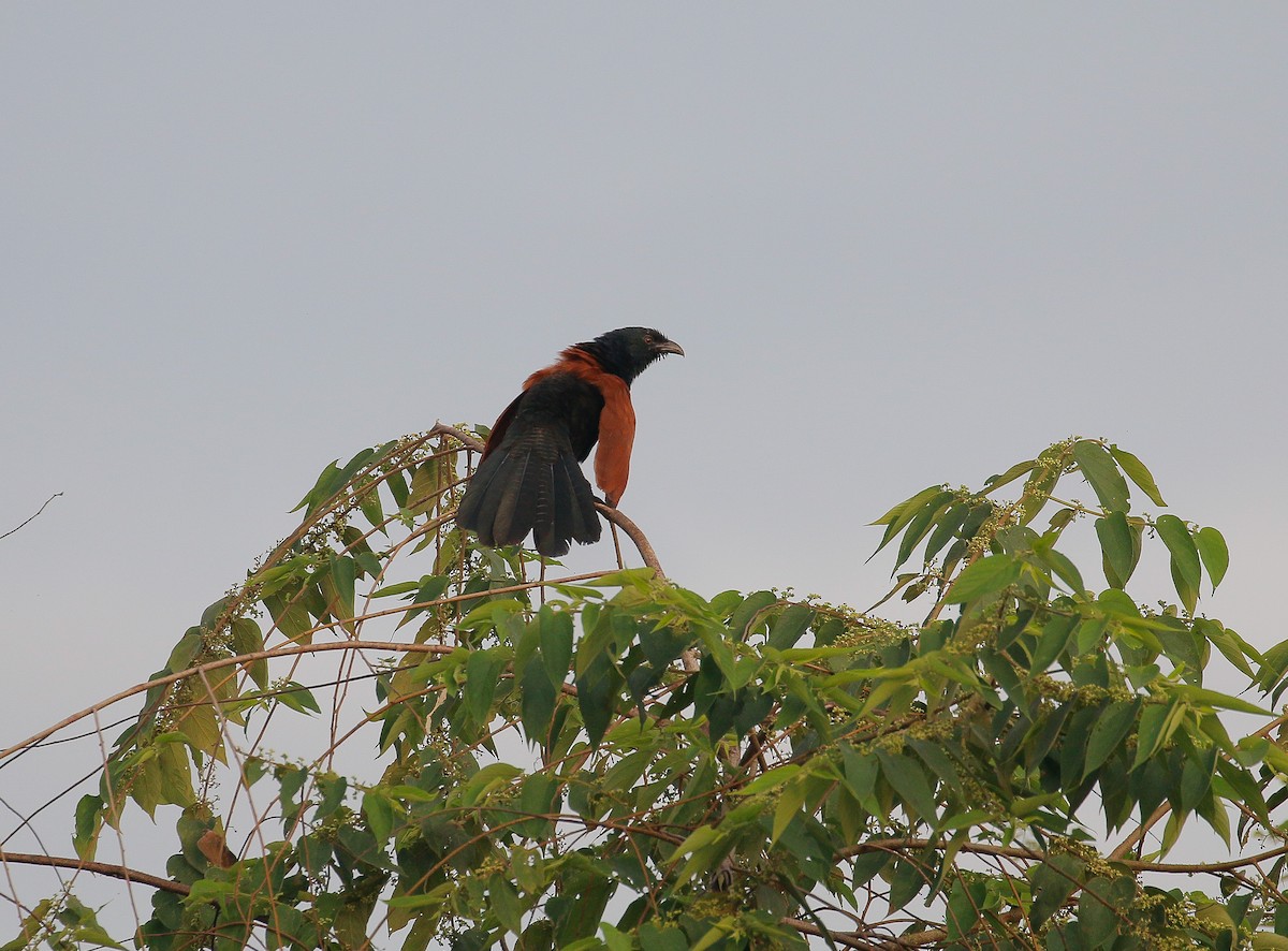 Greater Coucal - ML128695291