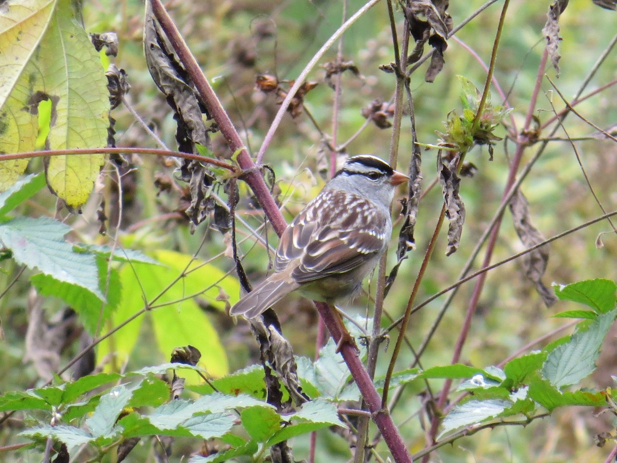 White-crowned Sparrow - ML128695701