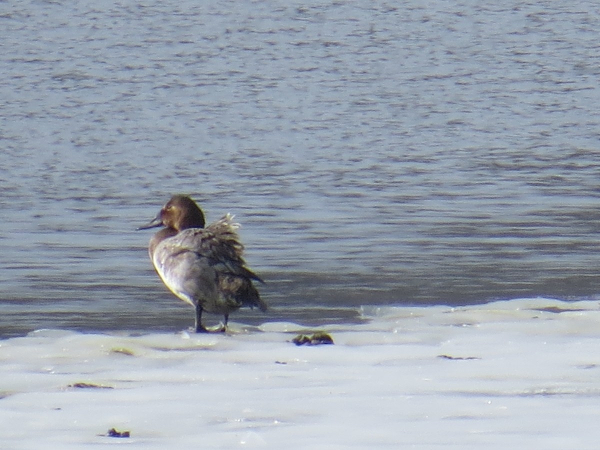 Canvasback - Damon Orsetti