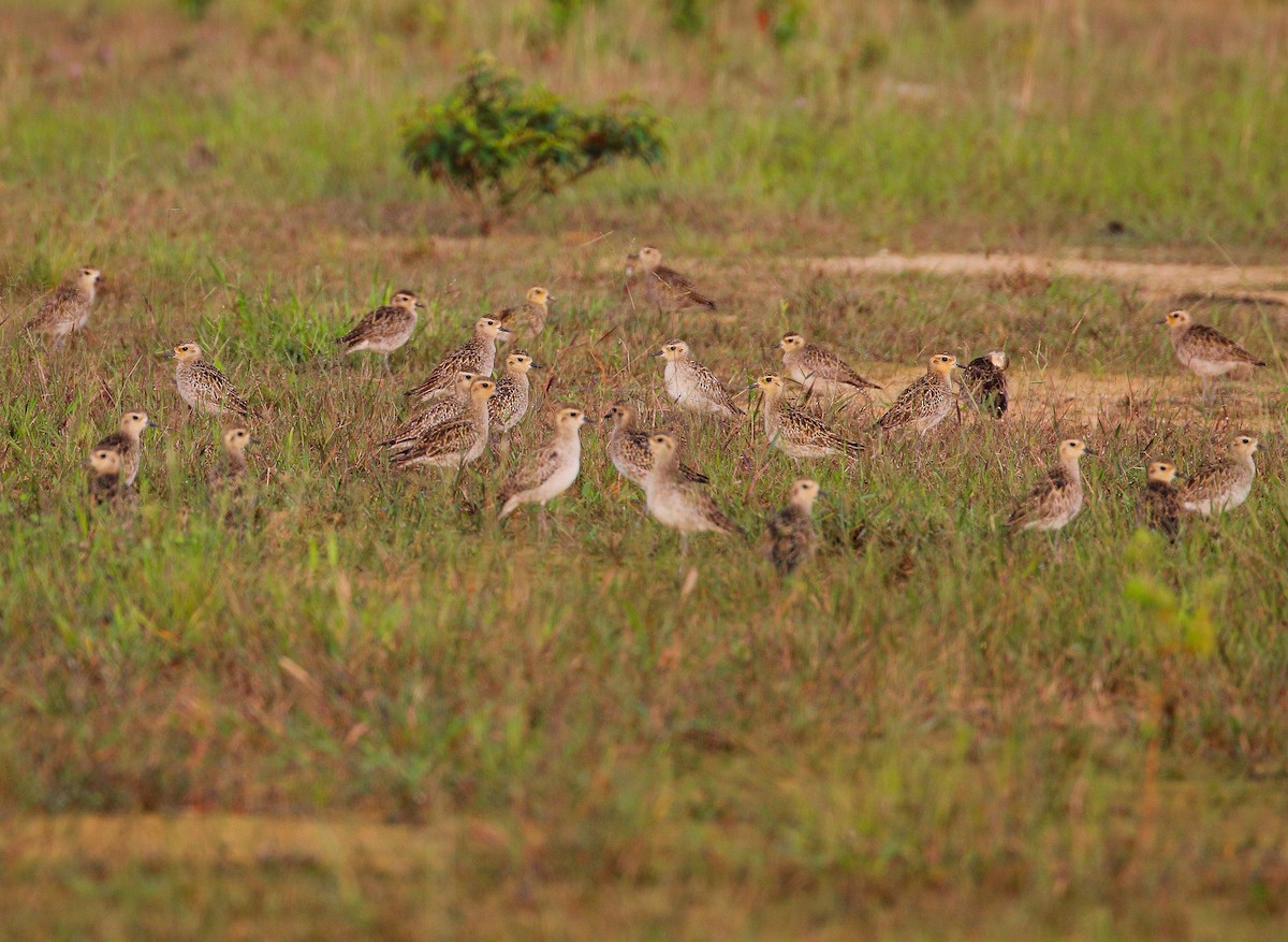 Pacific Golden-Plover - ML128696721