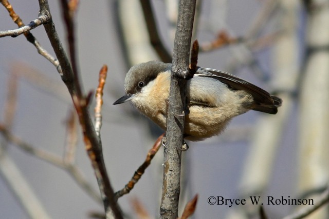 Pygmy Nuthatch - ML128698541