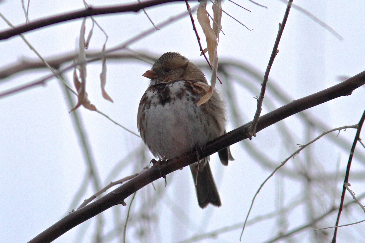 Harris's Sparrow - ML128698591