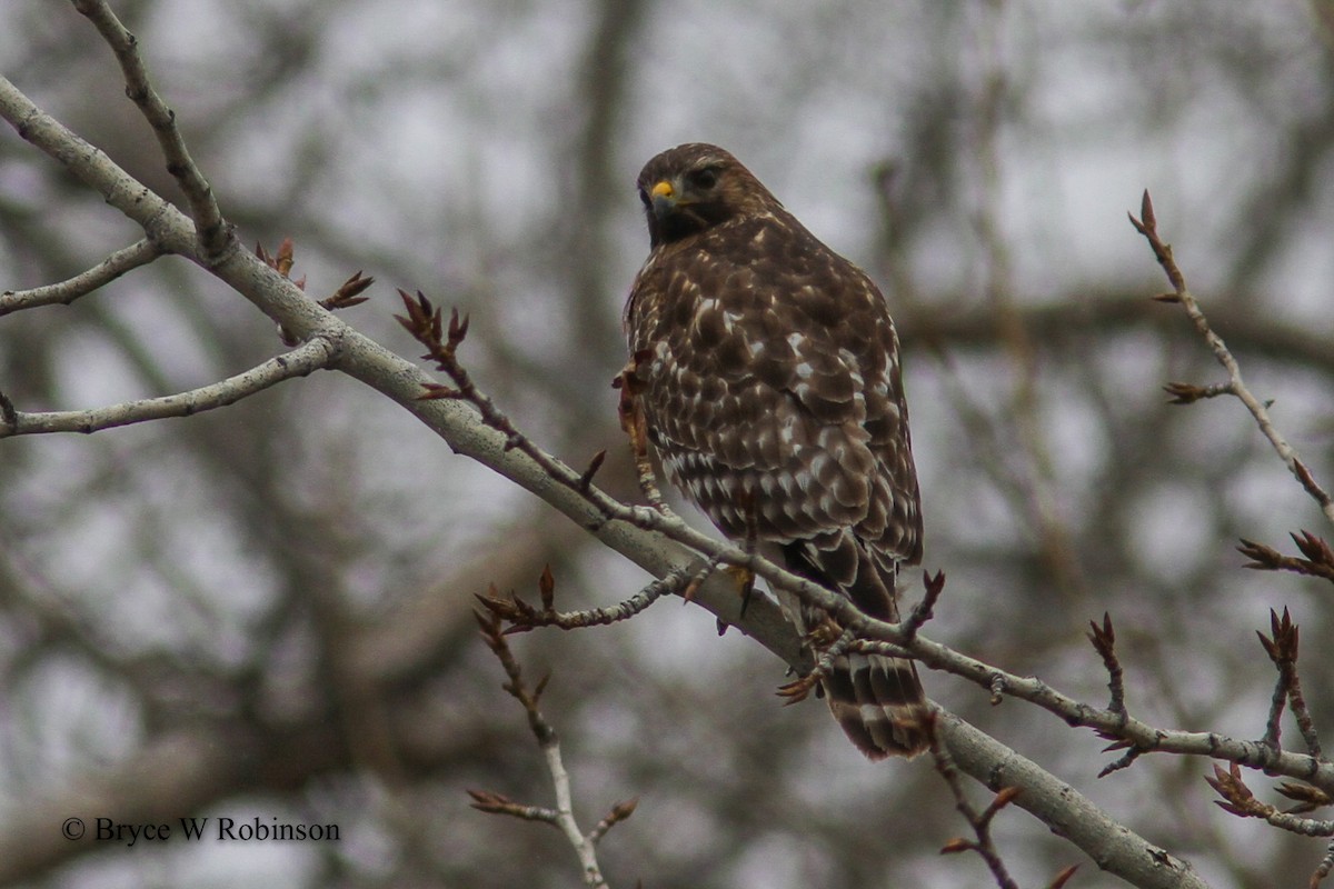 Red-shouldered Hawk - Bryce Robinson