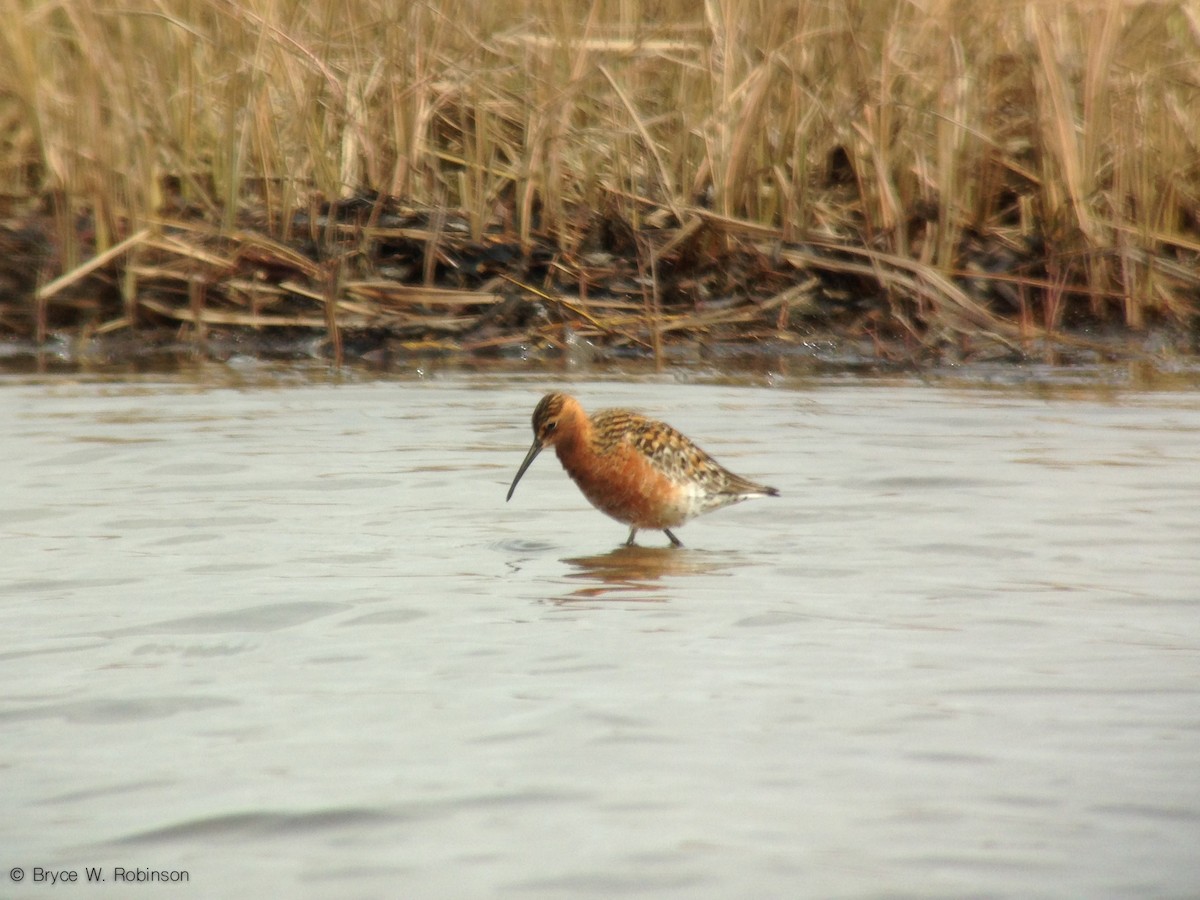 Curlew Sandpiper - Bryce Robinson