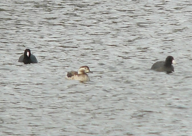 Long-tailed Duck - ML128699211