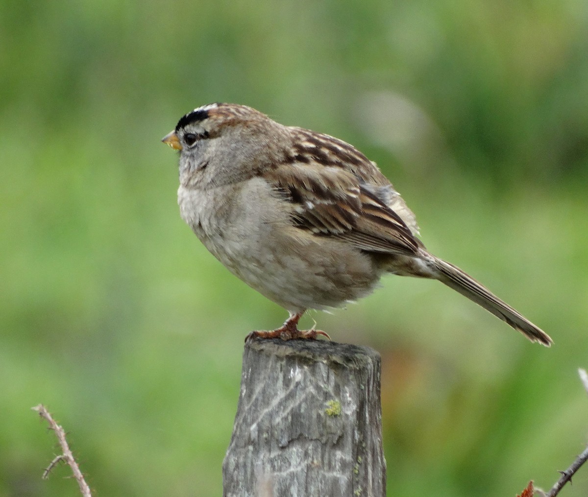 White-crowned Sparrow (nuttalli) - ML128700361