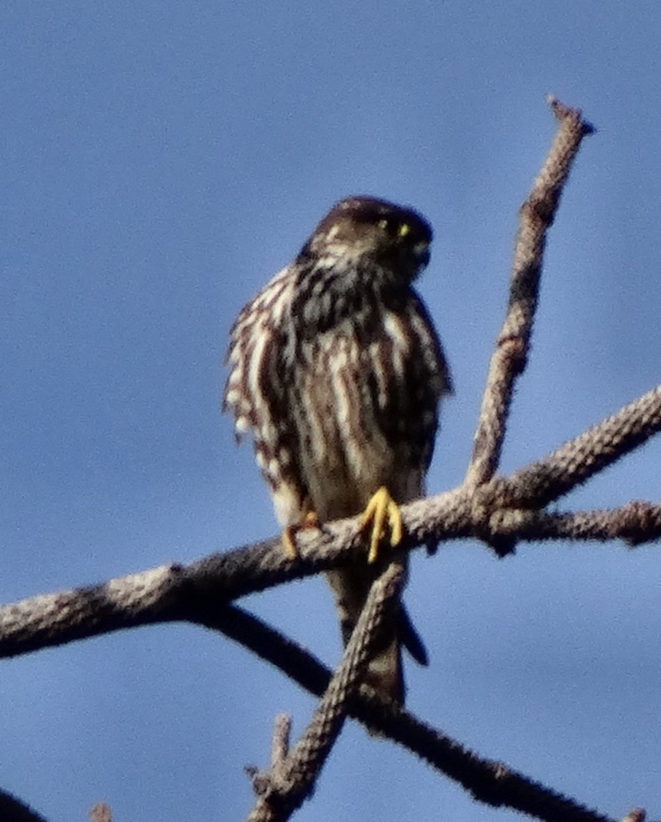 Merlin (columbarius) - ML128700611