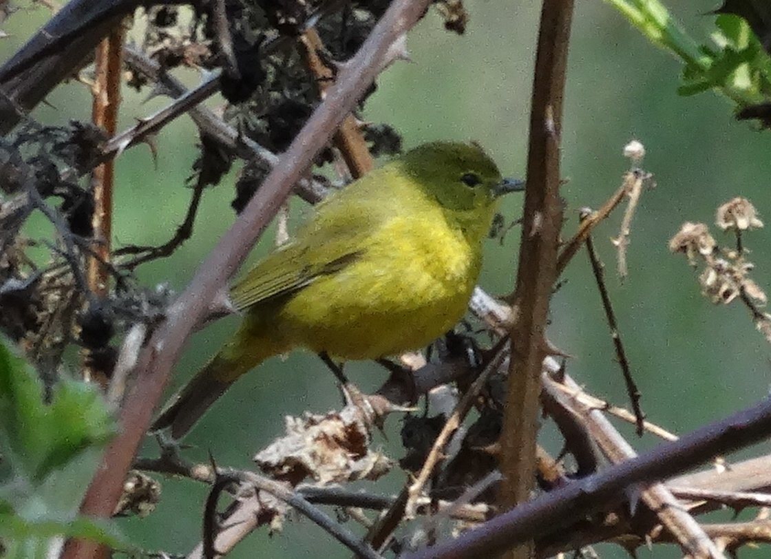 Orangefleck-Waldsänger (lutescens) - ML128700761