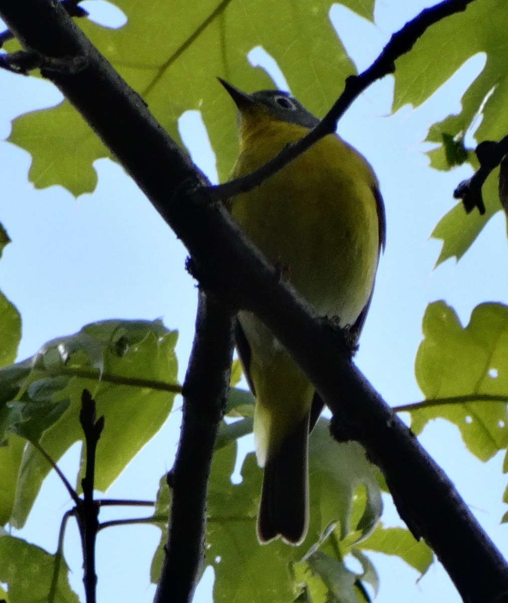 Nashville Warbler (ridgwayi) - ML128700841