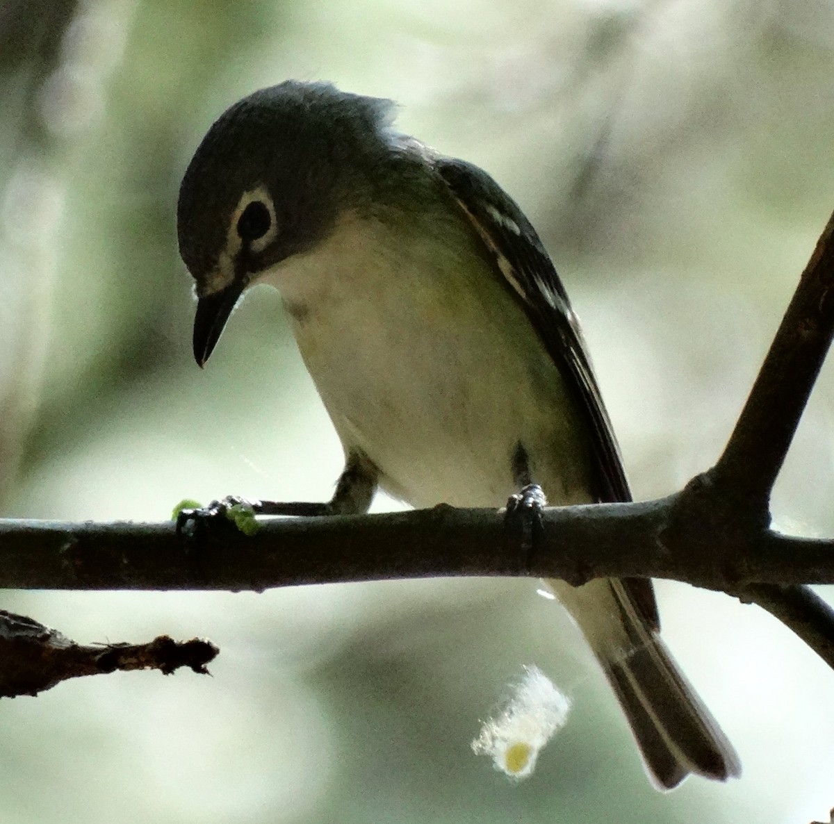 Cassin's Vireo - ML128701391