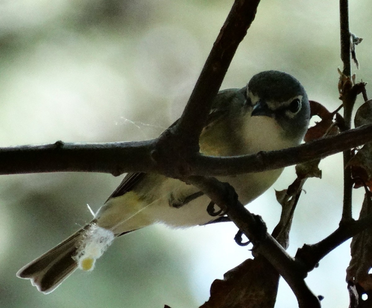 Cassin's Vireo - ML128701401