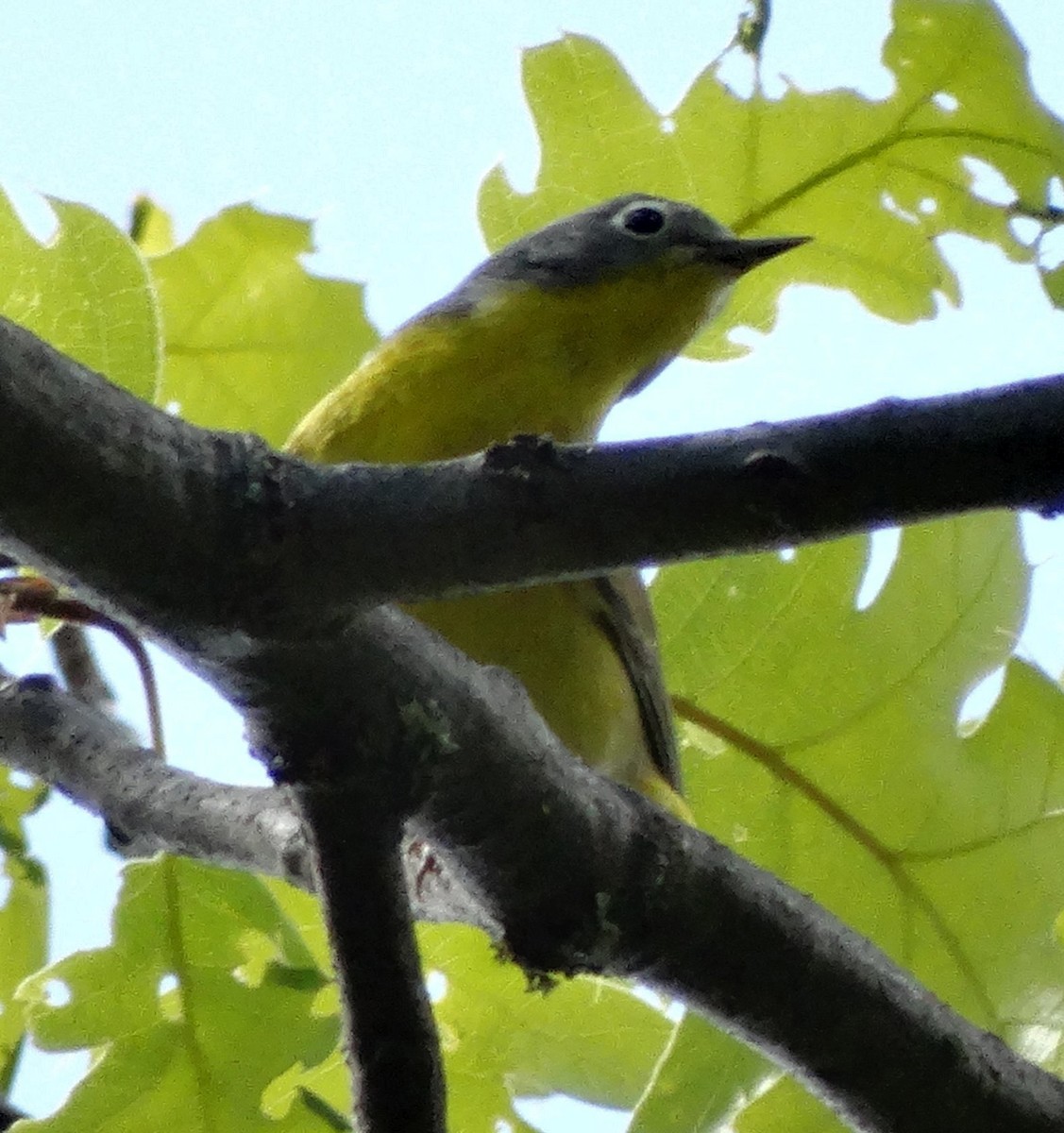 Nashville Warbler (ridgwayi) - ML128701411