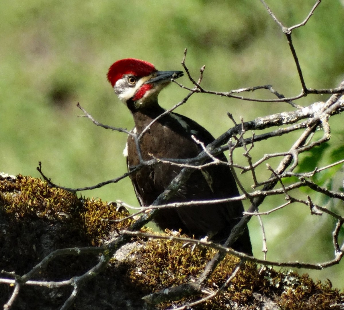 Pileated Woodpecker - ML128701421