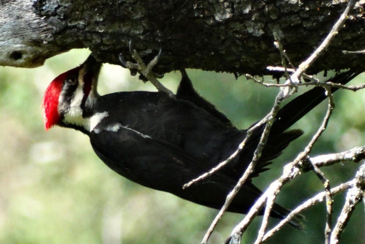 Pileated Woodpecker - ML128701431