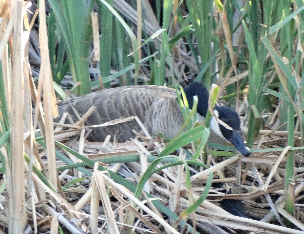 Canada Goose - Diane Rose