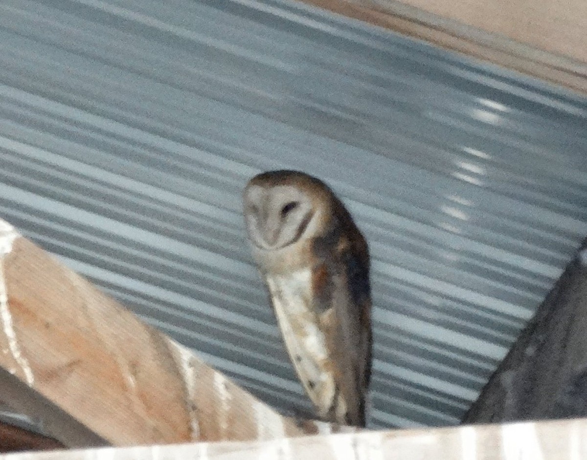 American Barn Owl - ML128701761