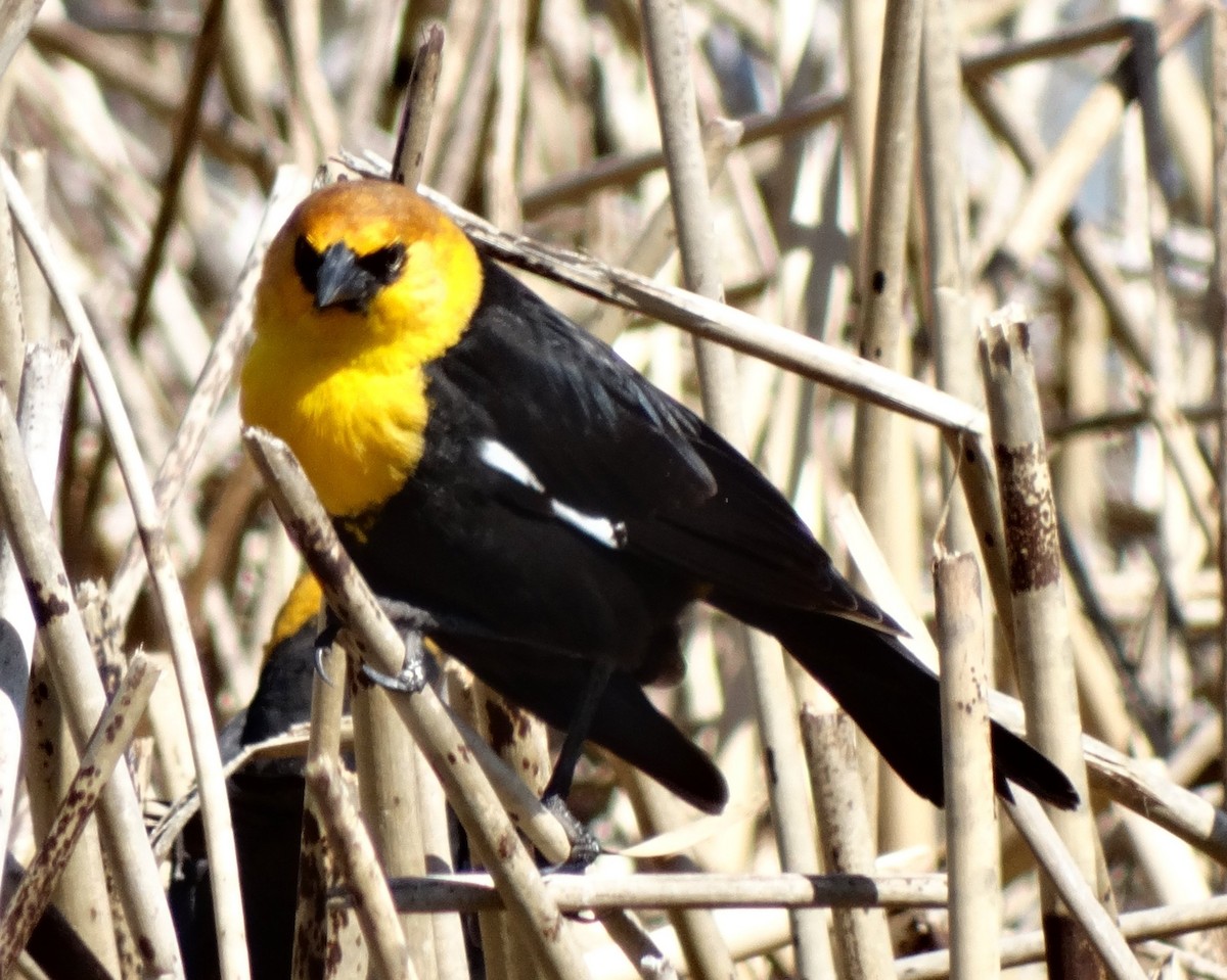 Yellow-headed Blackbird - ML128701771