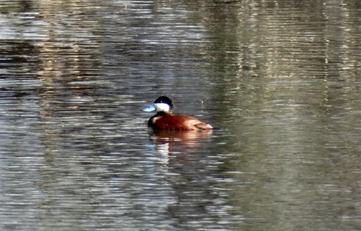 Ruddy Duck - ML128701781