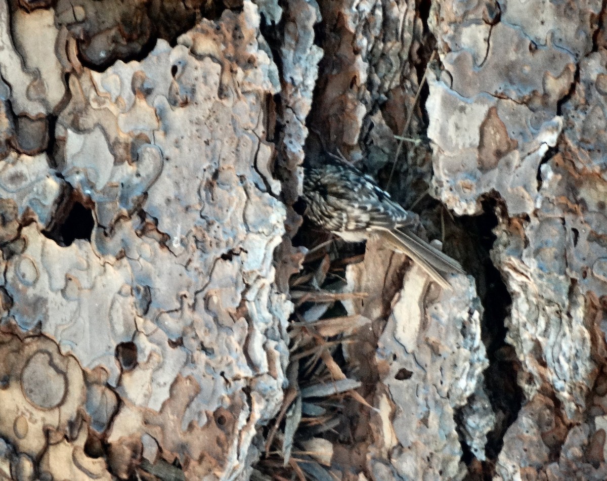 Brown Creeper - ML128701871