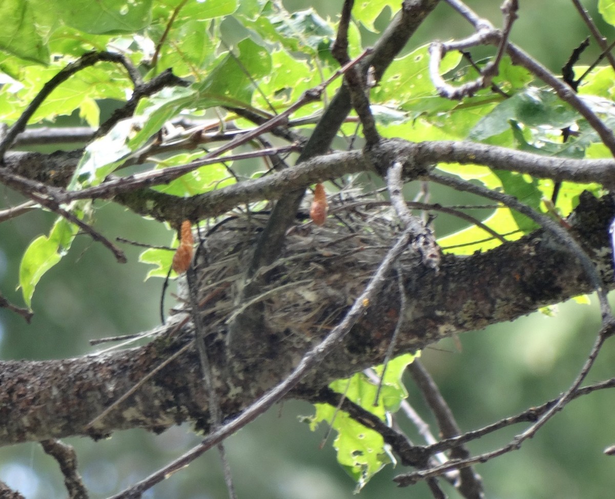 Yellow-rumped Warbler (Audubon's) - ML128702321