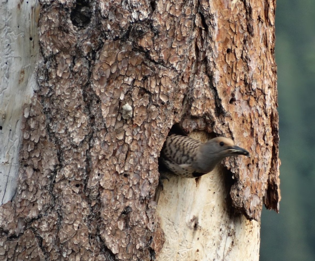 Northern Flicker (Red-shafted) - Diane Rose