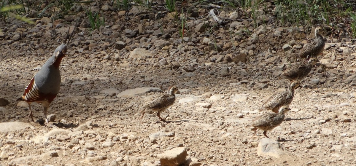 Mountain Quail - ML128704971