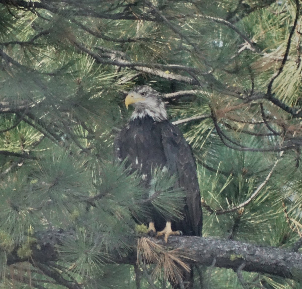 Bald Eagle - ML128706391