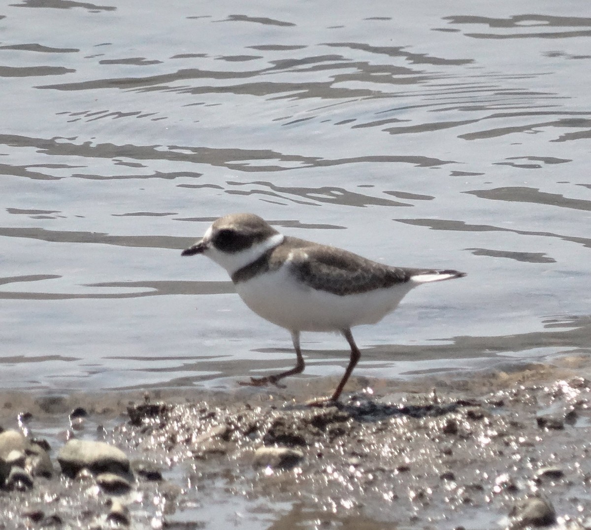 Semipalmated Plover - ML128706451
