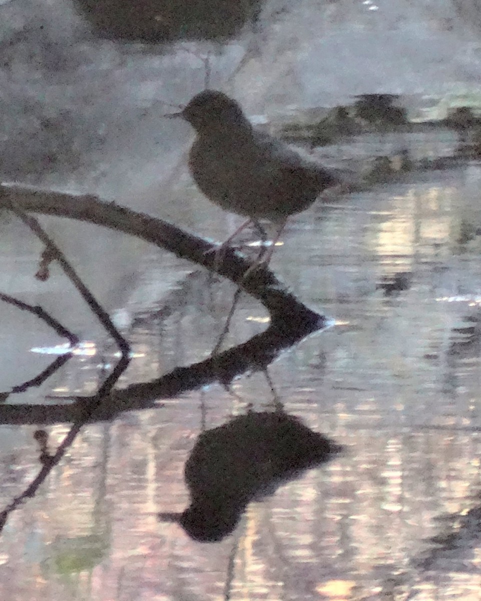 American Dipper - ML128707141