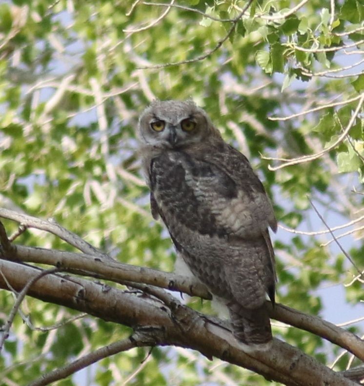 Great Horned Owl - Everett Clark