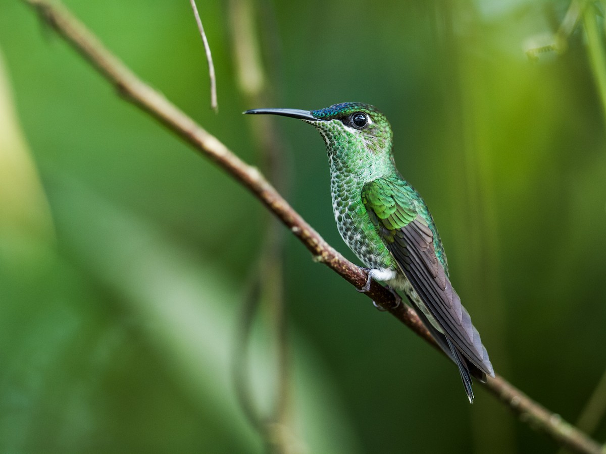 Violet-fronted Brilliant - Nick Athanas