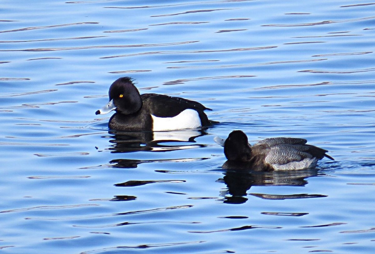 Tufted Duck - ML128708901