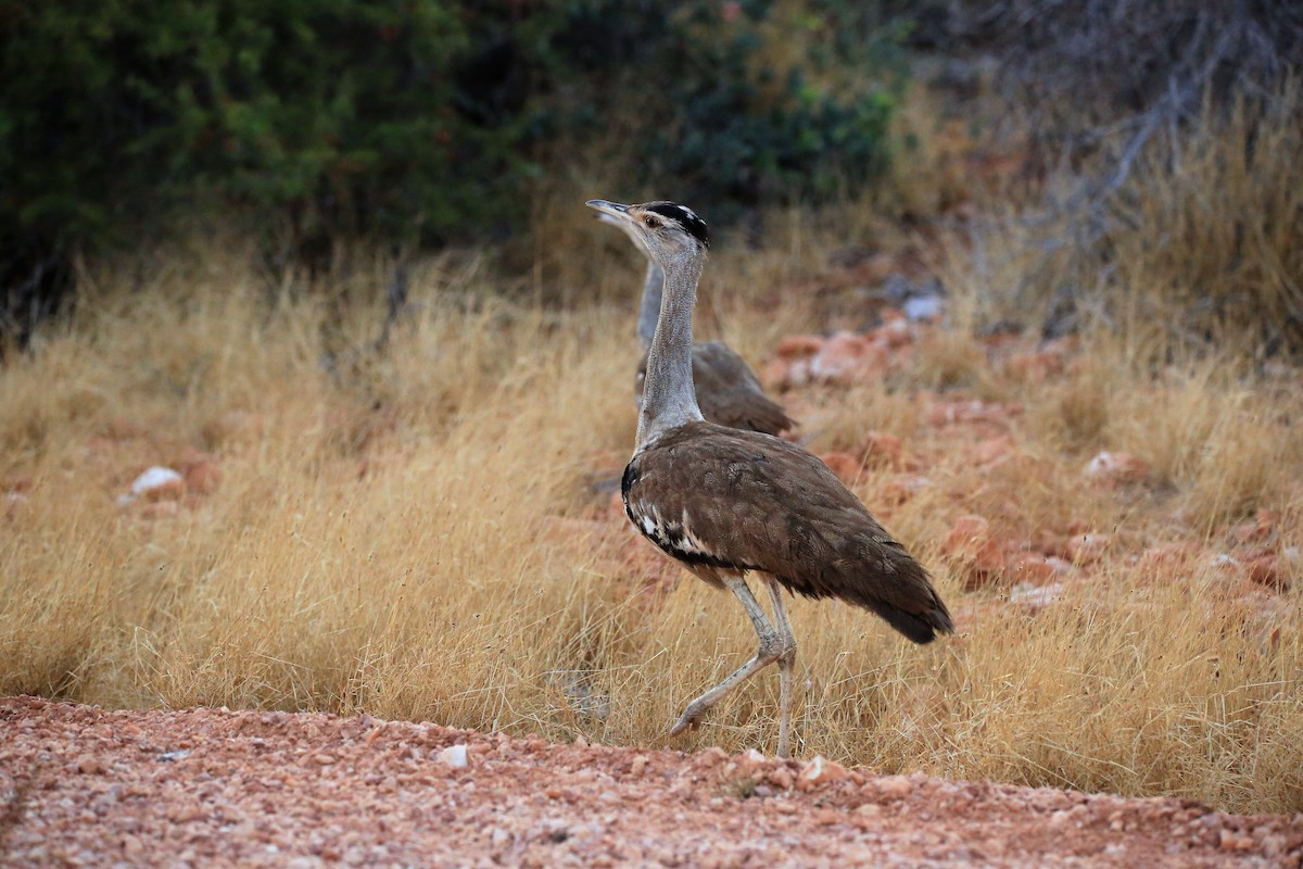 Avutarda Australiana - ML128710381