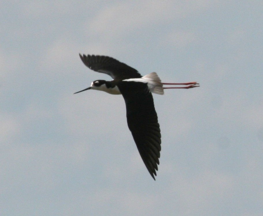 Black-necked Stilt - ML128711481