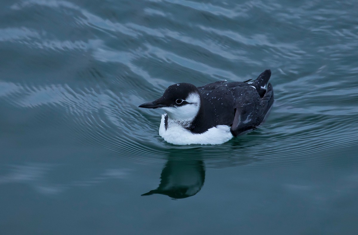 Common Murre - ML128713621