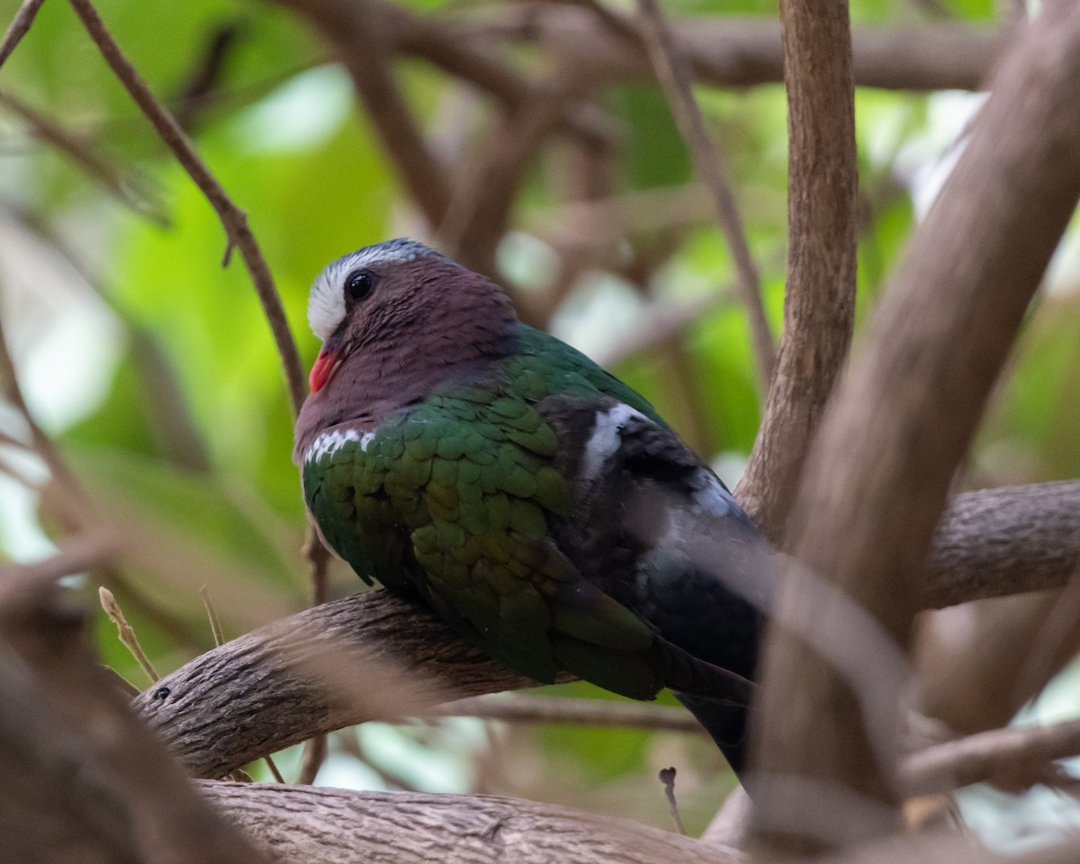 Asian Emerald Dove - ML128713651