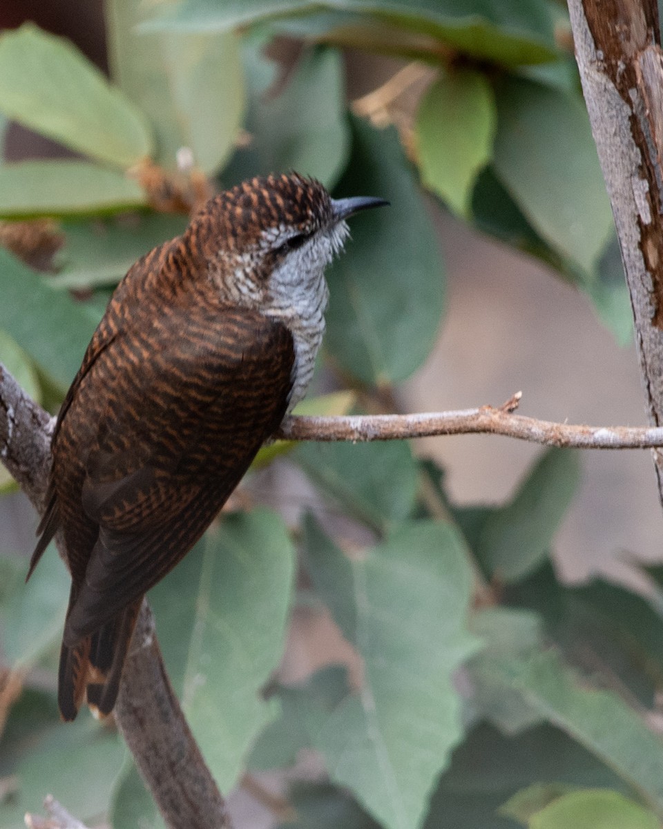 Banded Bay Cuckoo - ML128713681