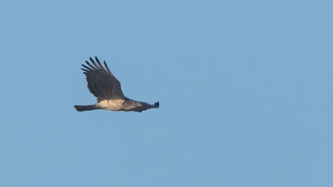 Short-toed Snake-Eagle - ML128713911