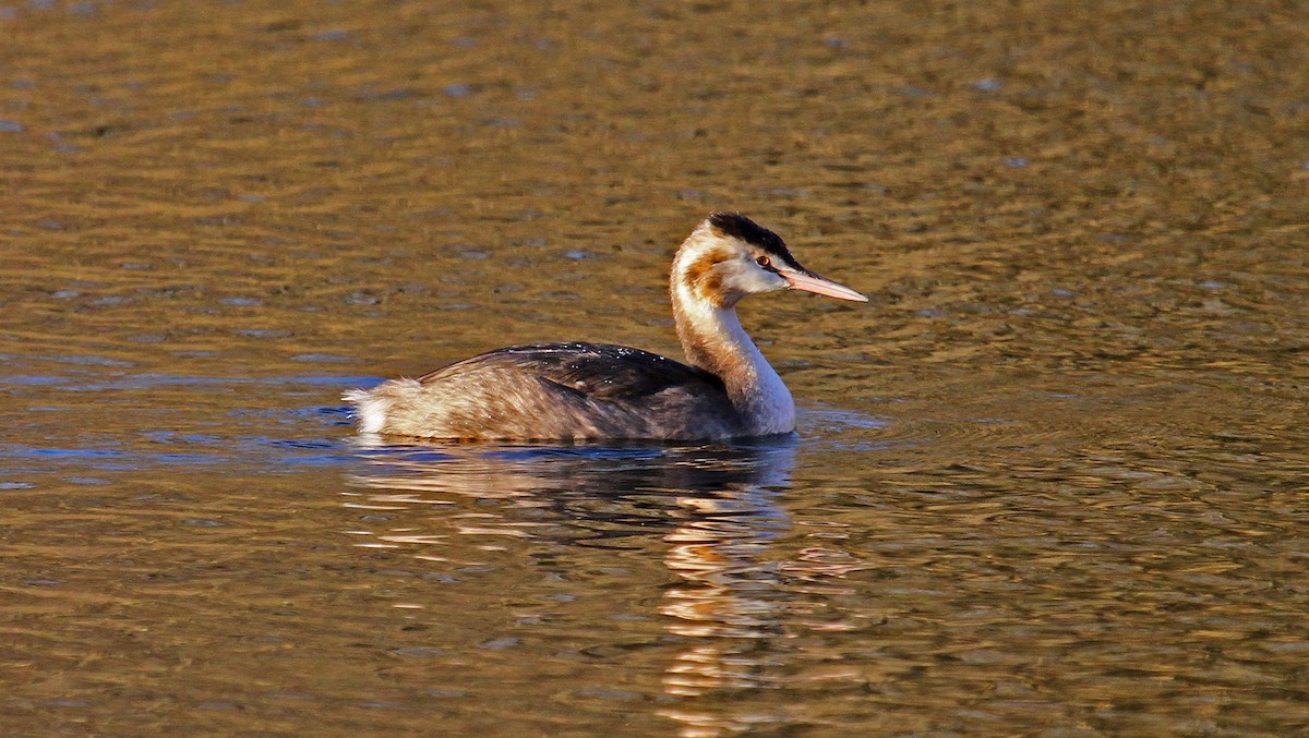 Great Crested Grebe - ML128714131