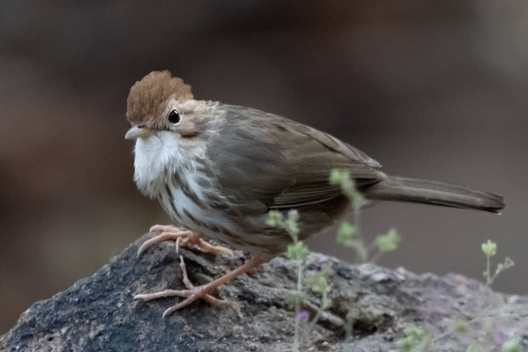 Puff-throated Babbler - ML128714171