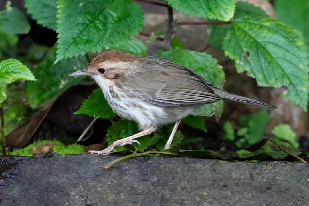 Puff-throated Babbler - ML128714181