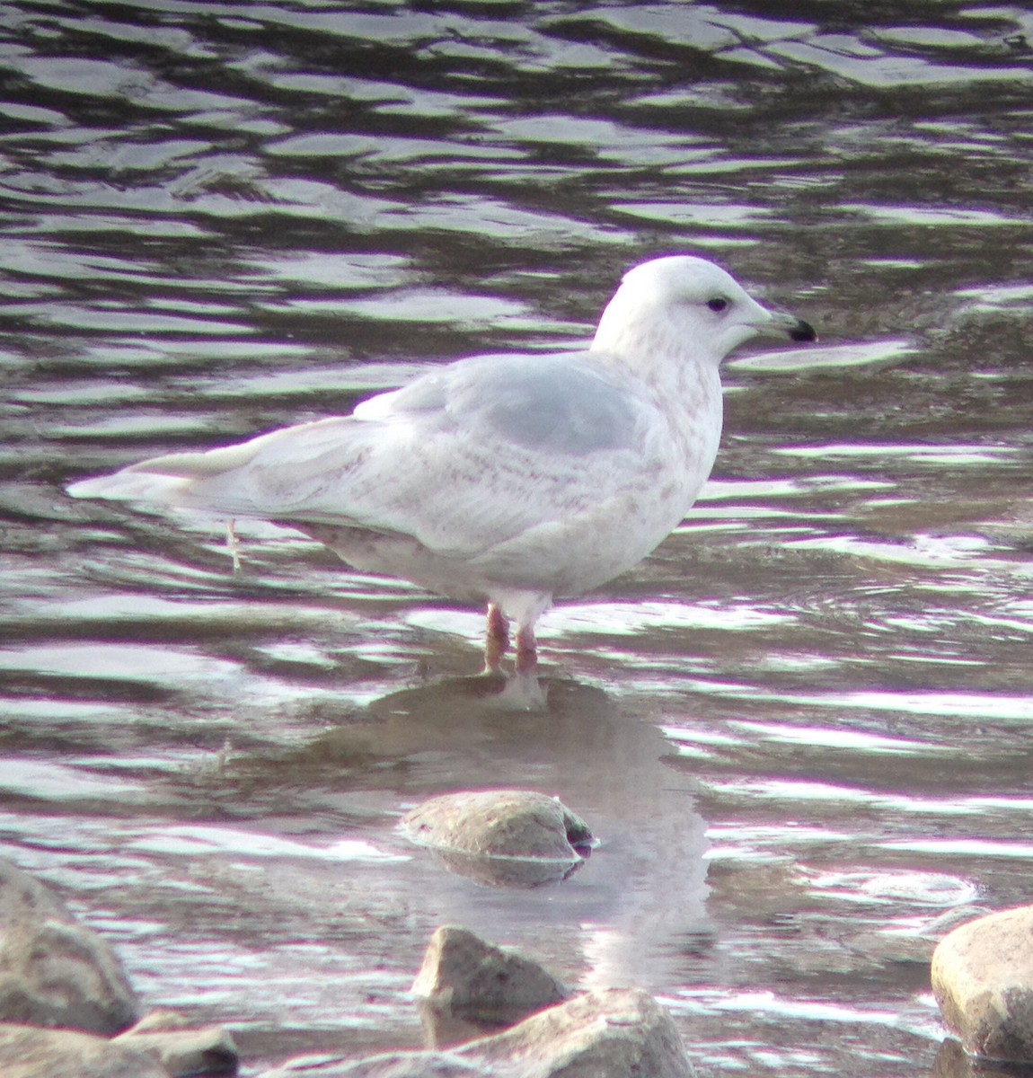 Iceland Gull (kumlieni/glaucoides) - ML128714351